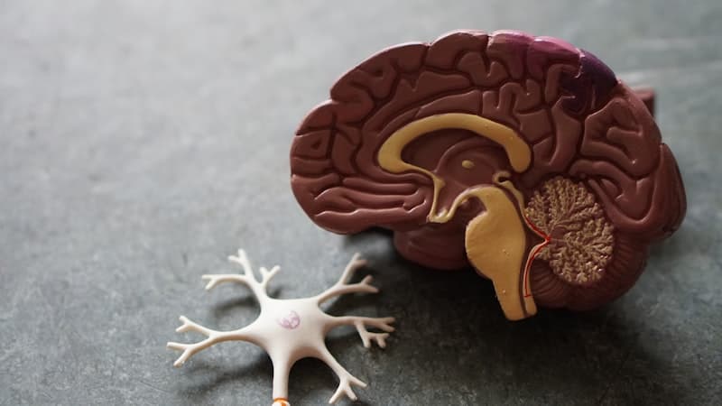 An anatomical brain model with a neuron figure