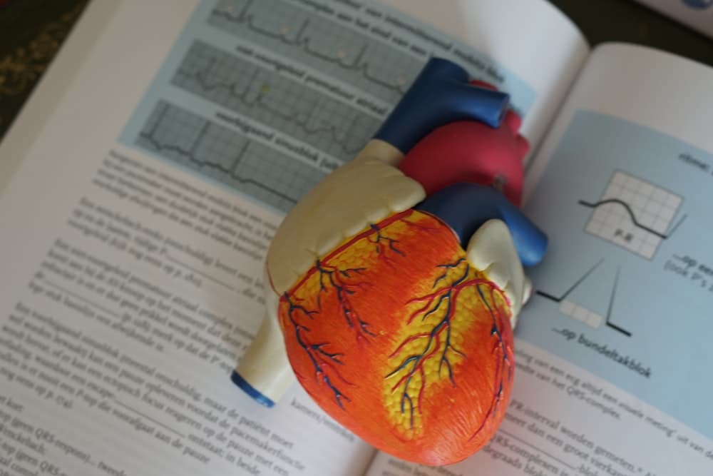 An anatomical heart model on an open cardiology textbook
